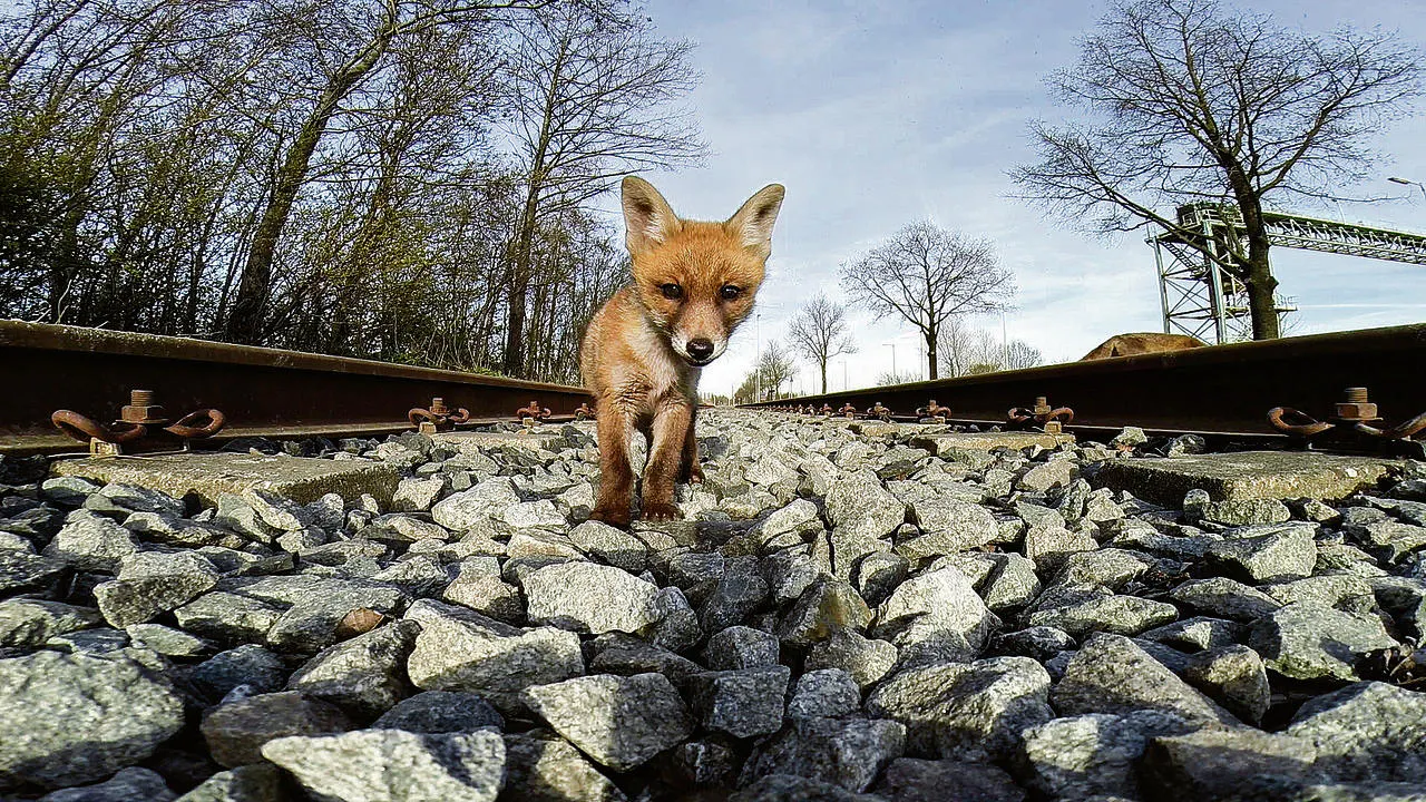 Amsterdam Wildlife