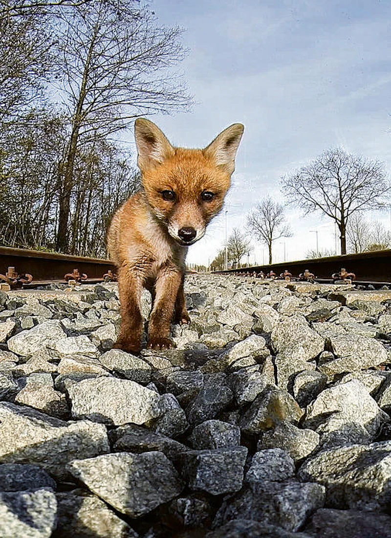 Amsterdam Wildlife — Eye, Amsterdam