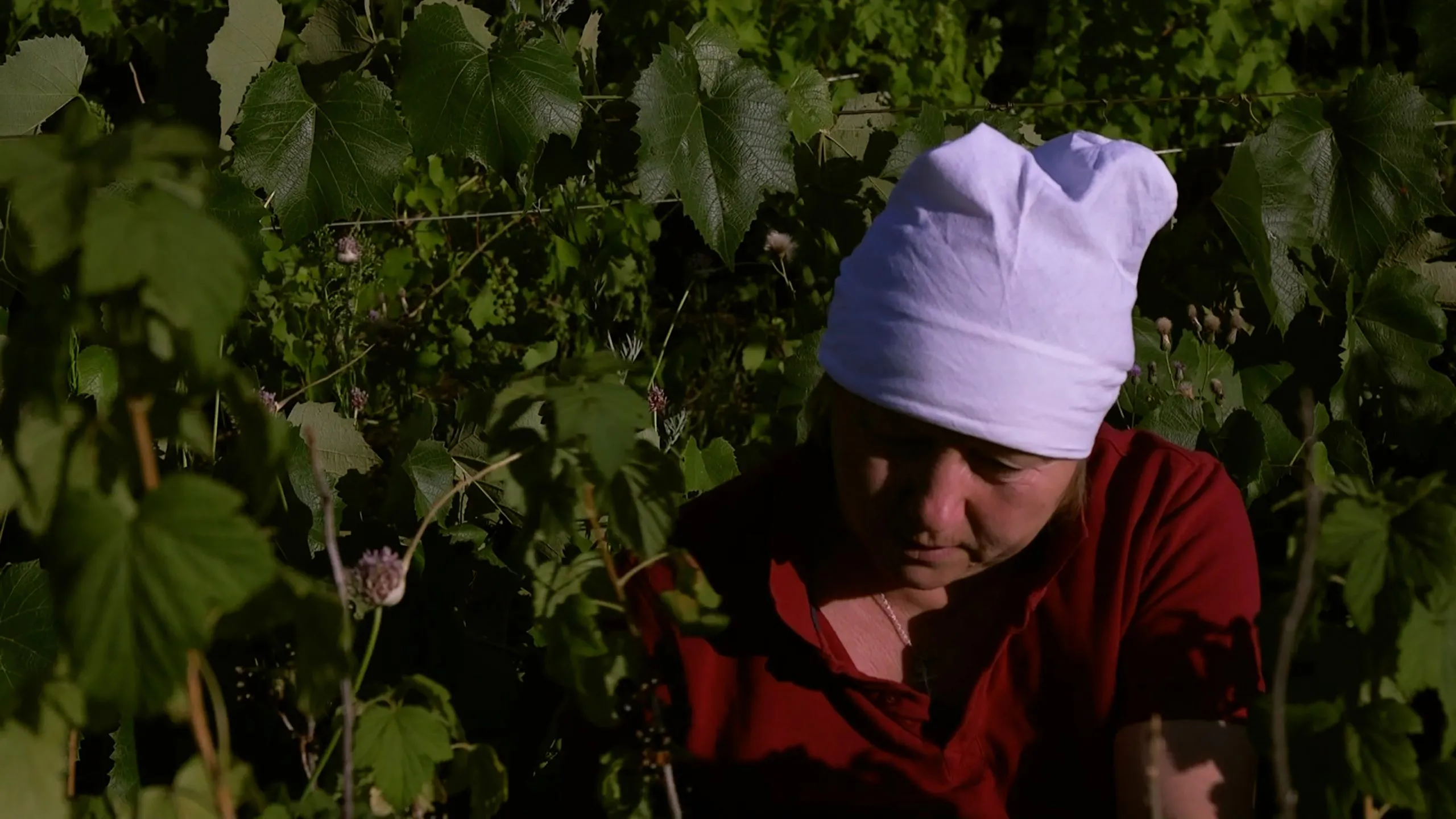 Consider A Tomato — Filmhuis Cavia, Amsterdam