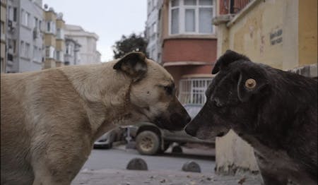 Stray – unterwegs mit Hundeaugen