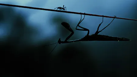 Insekten – Helden im Verborgenen