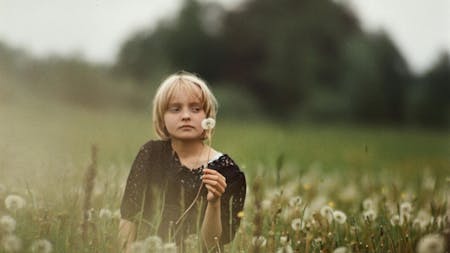 THE BIRCH WOOD (Brzezina)