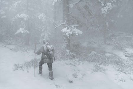 Das Flüstern der Wälder