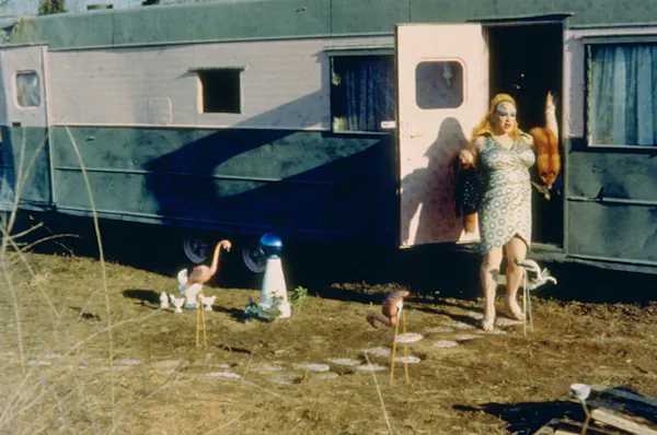 Pink Flamingos