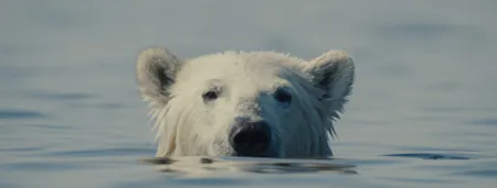 Nuisance Bear