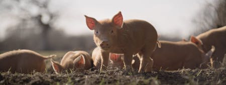 Wildes Land – Die Rückkehr der Natur (dt. Fassung)