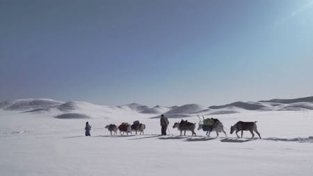 25/P8: Von Pferden und Rentieren