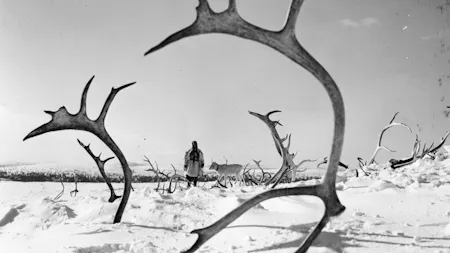 Valkoinen peura (THE WHITE REINDEER)