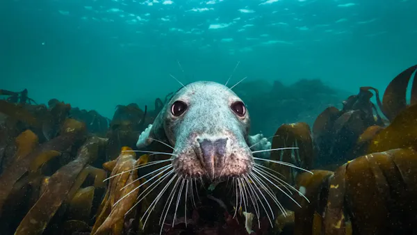 Die wilde Nordsee – Natur, die sich nicht zähmen lässt