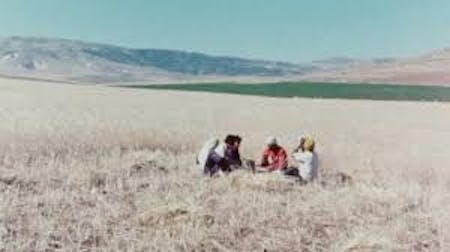 Some Of The Palestinians / No Going Back?