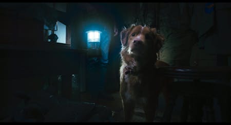 Good Boy