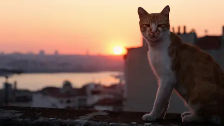 Kedi – Von Katzen und Menschen